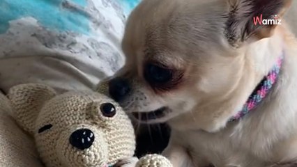 Chihuahua discapacitado recibe un peluche con su misma condición: su reacción enamora