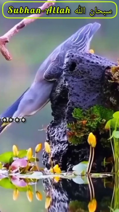 🌟 "اللہ پر بھروسہ رکھو، وہ تمہارا سب سے بڑا مددگار ہے۔" | 🙏 "صبر کرو، ہر مشکل کا حل اللہ کے پاس ہے۔" | 📖 (سورۃ الطلاق: 3) ❣️❣️❣️❣️❣️❣️❣️❣️❣️❣️❣️❣️ #allahisthegreatest