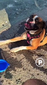 Buscan a la bóxer Bonita, se perdió en la colonia Obispado de Monterrey