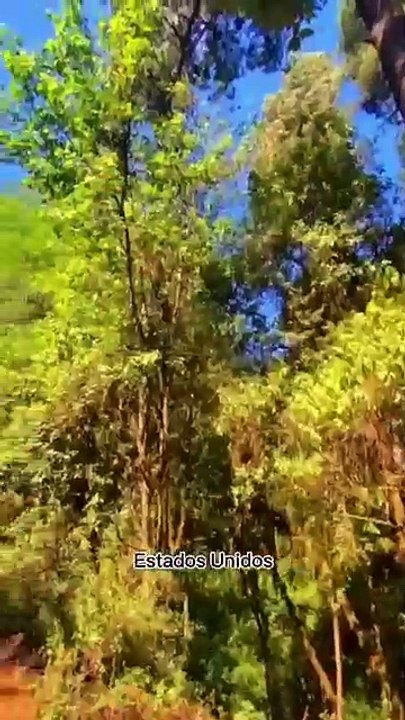 Mueren cerca de 200 mil mariposas monarca a su paso por Nuevo León y Coahuila