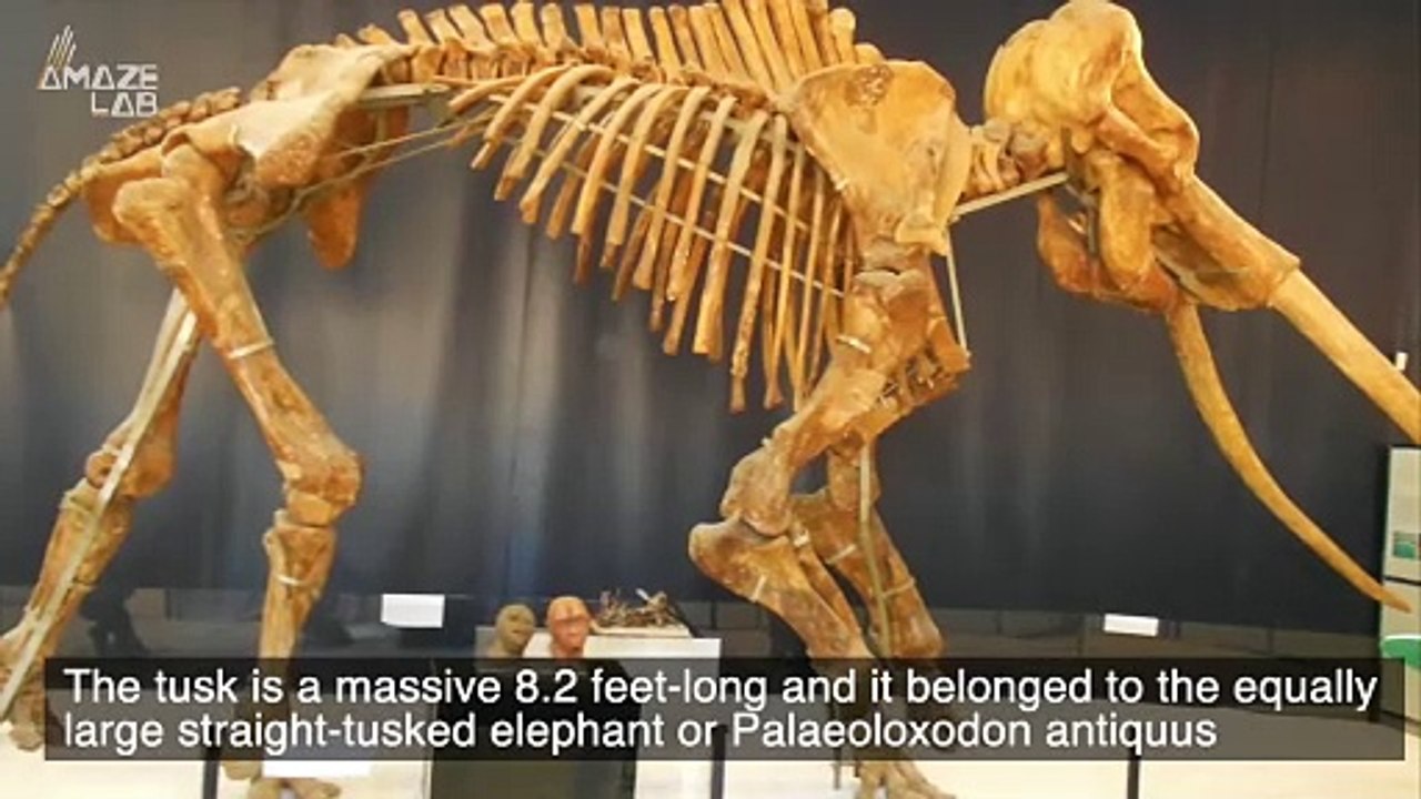 This Prehistoric Elephant Tusk Is One of the Co...