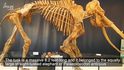 This Prehistoric Elephant Tusk Is One of the Coolest Discoveries You’ll See