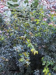 بلوغ المرام ( 87 )