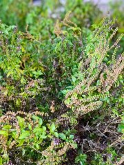 بلوغ المرام ( 96 )