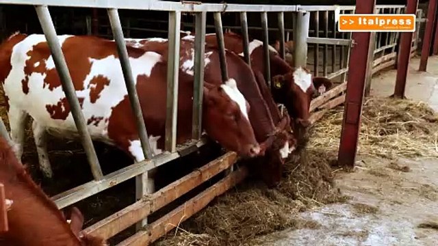 Legambiente, strada in salita per la tutela degli animali in Italia