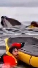 Una ballena se traga a un hombre y después lo escupe