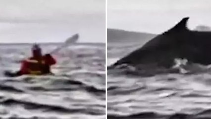 Balina, kanoyla açılan sporcuyu önce yuttu sonra tükürdü... O anlar böyle kaydedildi