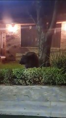 VIDEO: Sorprende oso afuera de residencia en San Pedro