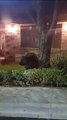 VIDEO: Sorprende oso afuera de residencia en San Pedro