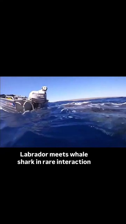Labrador meets Whale Shark in rare interaction