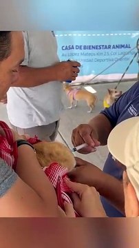 Vacunarán a 4 mil michis y lomitos en San Nicolás, arrancan campaña antirrábica