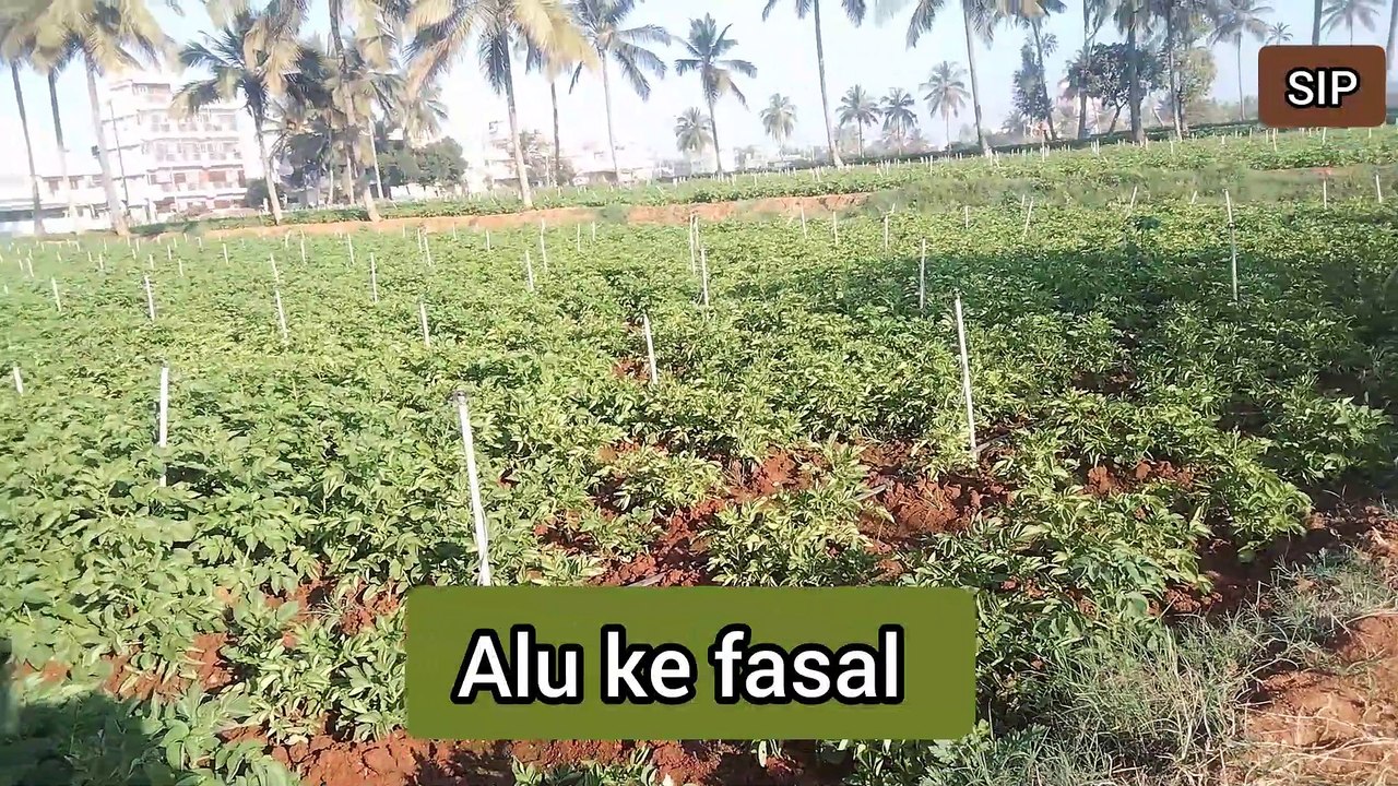 Potato ALU ke kheti
