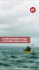 En Chile_ Una ballena se traga a un hombre y luego lo escupe