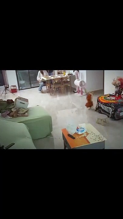 Katzen-Sprungkünste in Aktion! 20250214