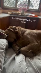 Sleeping Dog Produces Amusing Noises