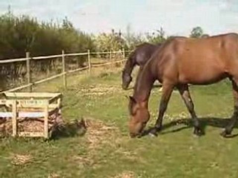 Les écuries de Marie