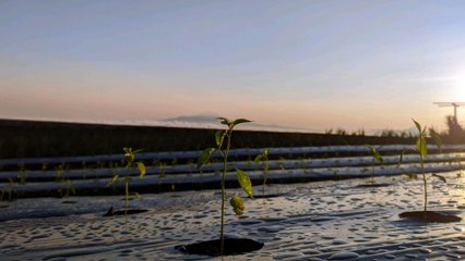 rain and thunder sounds - to sleep and relax