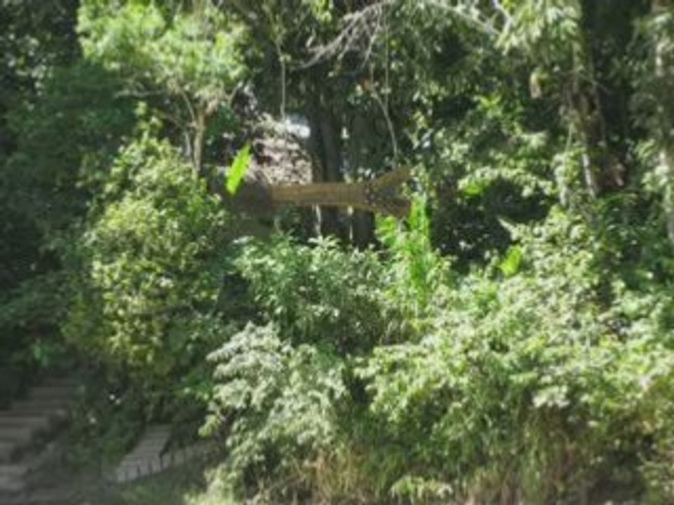 AMAZONIE1