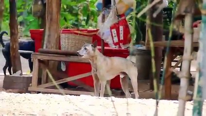 Wow !! Super Sleeping Dogs Pranks - Supper Funny Videos