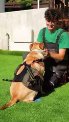 Pamper your pets! DIY cozy spaces they’ll love!