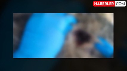 Yenimahalle'de Tüfekle Vurulmuş 4 Köpek Bulundu
