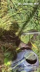 Homem se depara com jiboia de 2 metros enquanto capinava lote