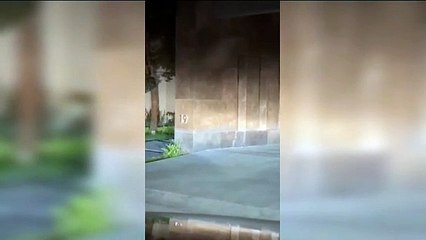 Oso entra y sale como Juan por su casa por ventana en Valle Poniente