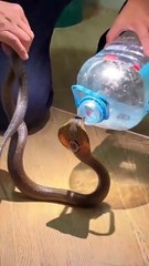 What do you think of this method for catching snakes