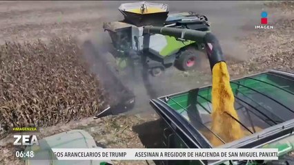 Listo, el pago del apoyo especial a productores de maíz en Sinaloa