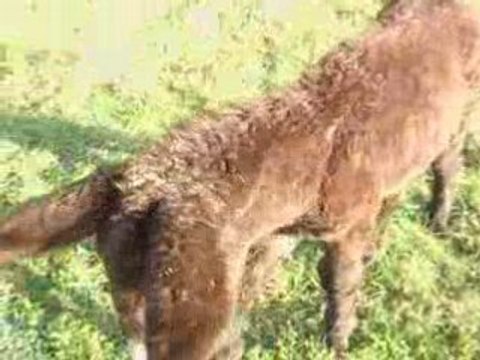 Notre ami rasta : magnifique petit baudet du poitou