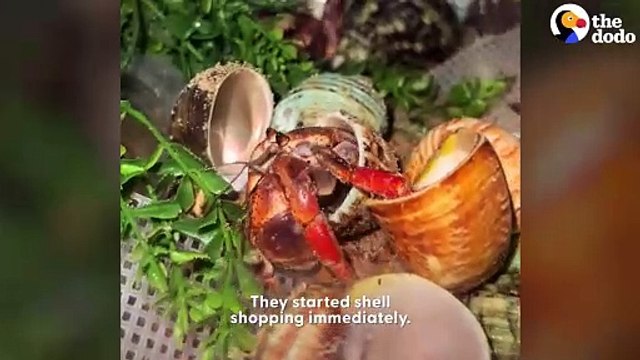 Four Abandoned Hermit Crabs Pick Out New Shells