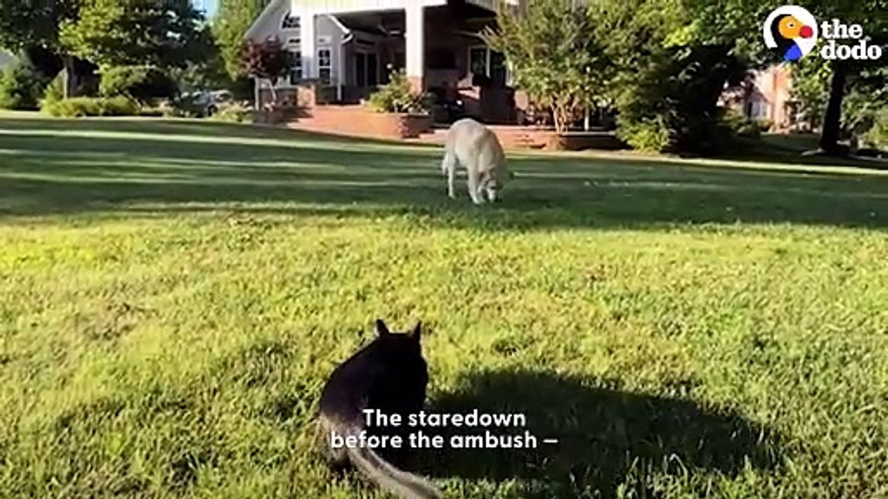 Grieving Dog Finds Love Again Thanks To This Cat