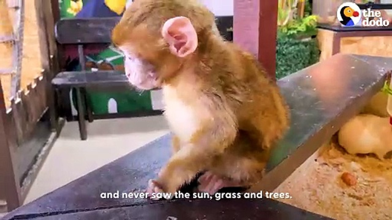 Tiny Monkey Gets Rescued From A Petting Zoo