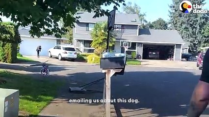 Husky Who Spent His Whole Life Alone In A Yard Gets Rescued