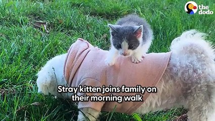 Tiny Abandoned Kitten Asks This Guy To Be His Mom