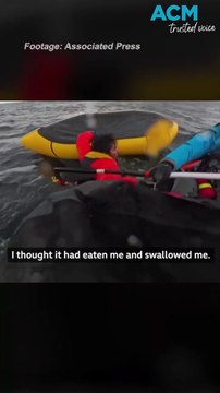 Incredible moment whale swallows kayaker whole in wild encounter