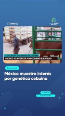 México muestra interés por genética cebuina