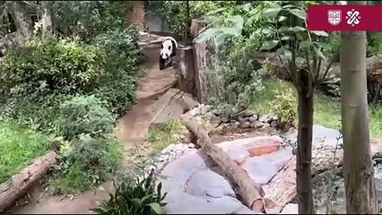 Xin Xin festeja su cumpleaños 33 años en el Zoológico de Chapultepec
