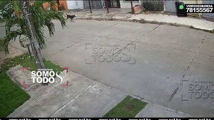 Cámaras de seguridad, perrito pierde la vida
