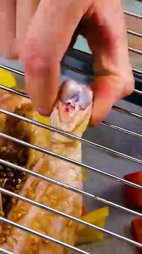 Cook Like A Chef : Tricks For Perfect Dishes Every Time ! (Cuisiner comme un chef : des astuces pour des plats parfaits à chaque fois)