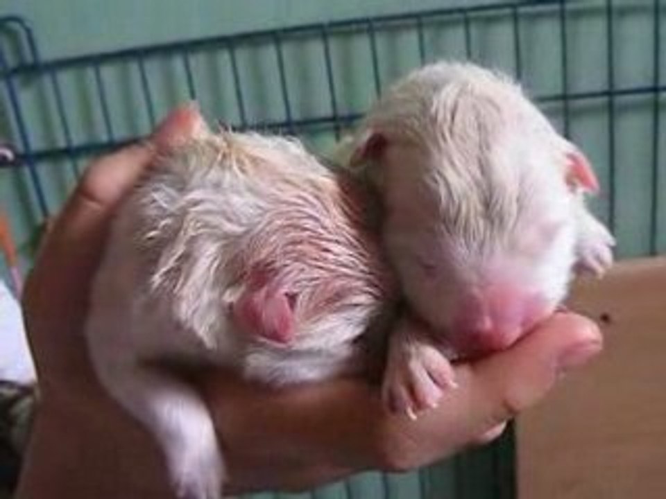 Naissance des bébés de Gloria 1