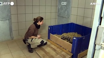 Francia, nati tre cuccioli di ghepardo allo zoo di Montpellier