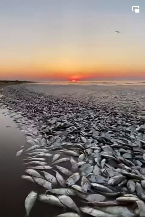 ¡Decenas de miles! Aparecen peces muertos en playa de Texas