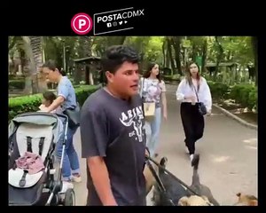 Ley de Protección Animal preocupa a paseadores de perros en la CDMX