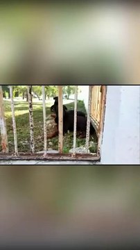 Ataque de perros Rottweiler deja cinco caballos ponis muertos en Monterrey