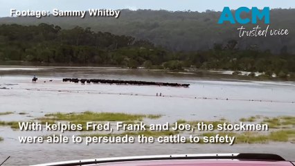 Stockmen muster cattle during Pambula flash floods