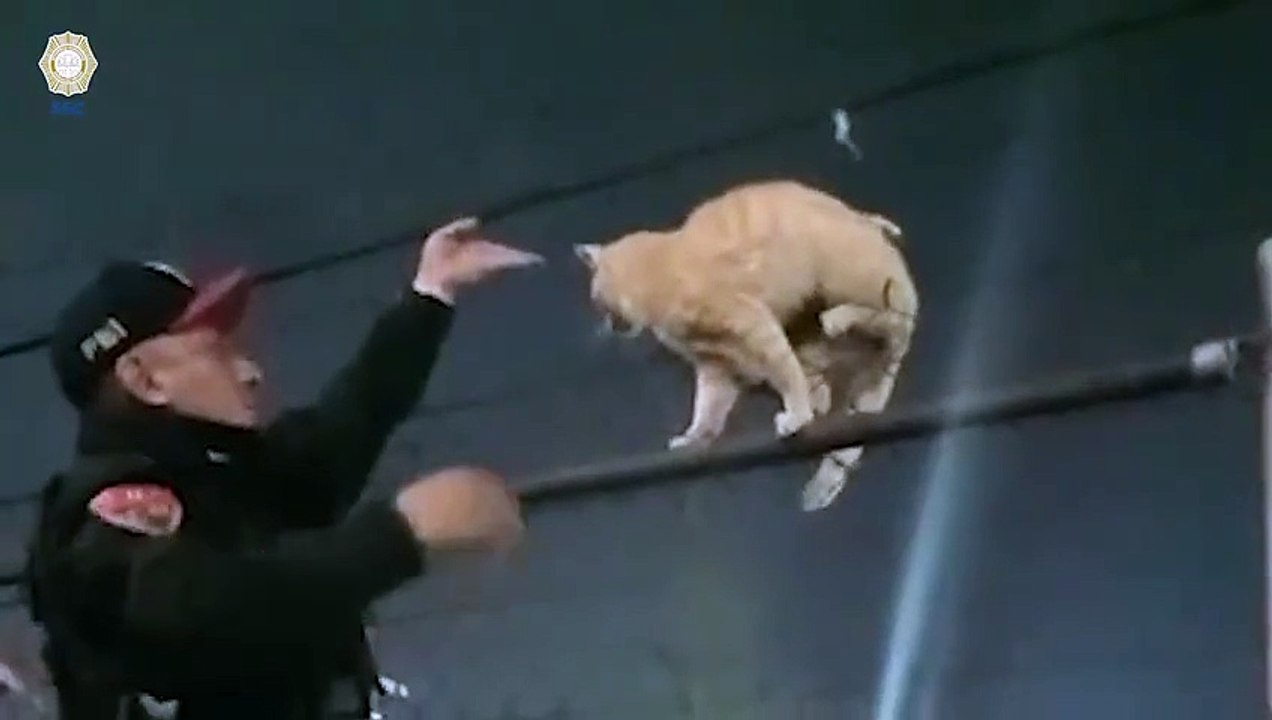 Un gato en apuros, Policías del metro salvan a gatito