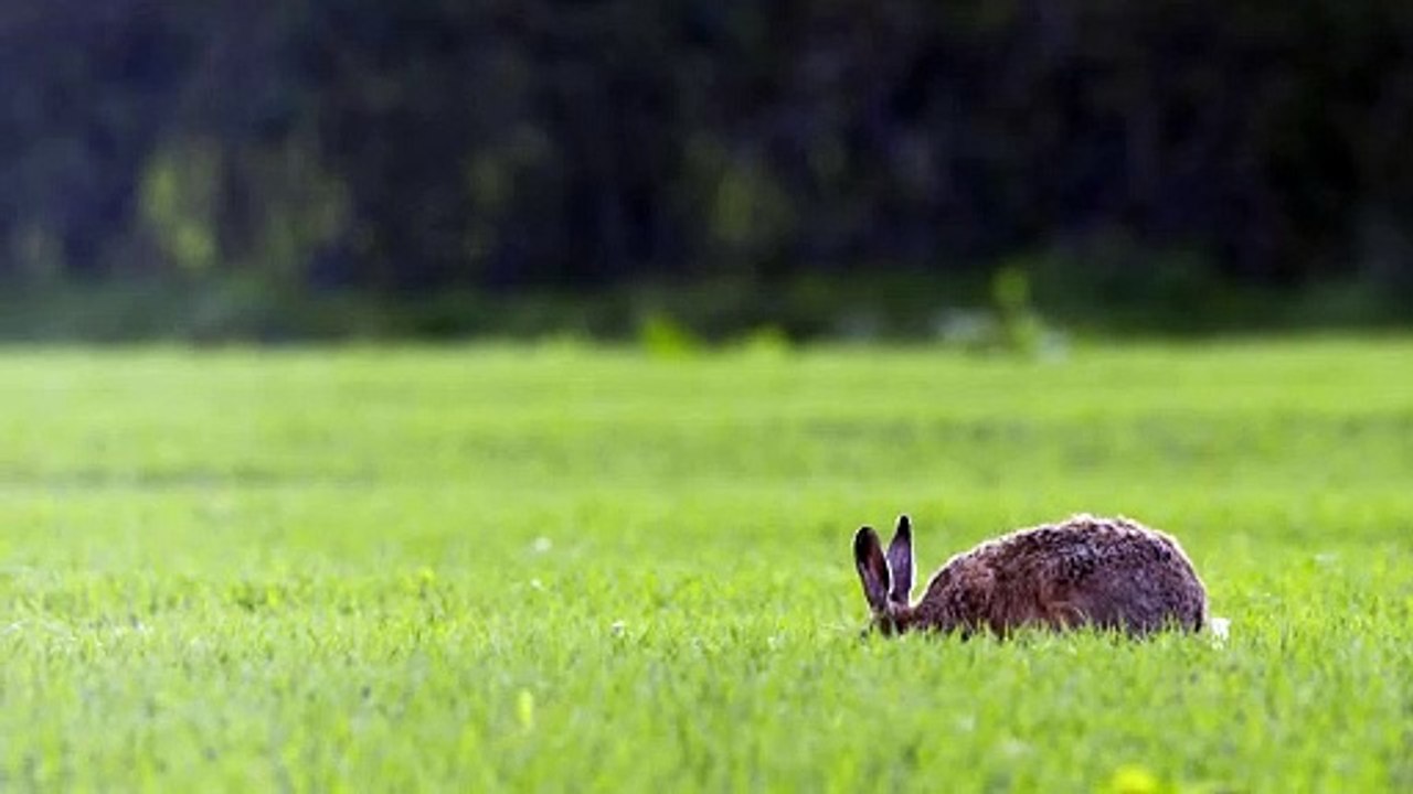 Animal life.. rabbit 🐇