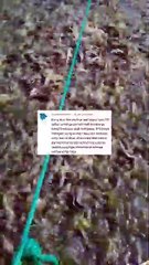 Ciri-ciri lele bongsoran sang pemakan lele ukuran kecil