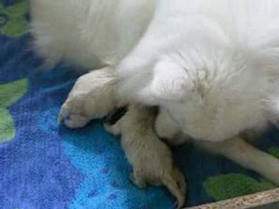 Naissance des bébés de Gloria 2